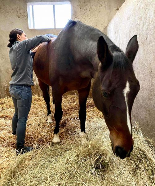 Le Bien-être au naturel pour animaux chevaux, chiens & chats Lorraine Grand-Est & Luxembourg